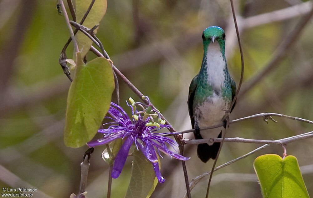 Plain-bellied Emerald