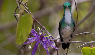 Plain-bellied Emerald