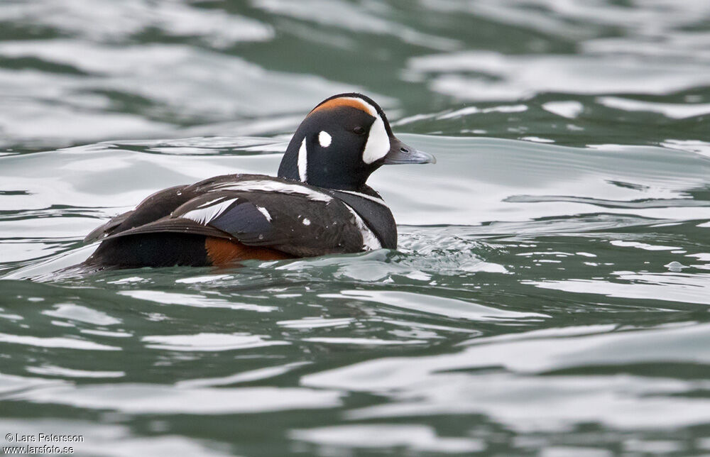 Harlequin Duck