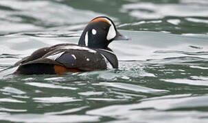 Harlequin Duck