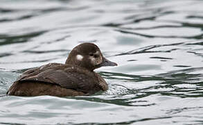 Harlequin Duck