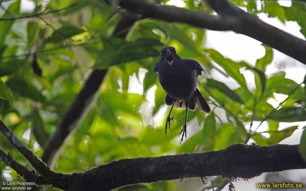 Javan Whistling Thrush