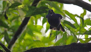 Javan Whistling Thrush