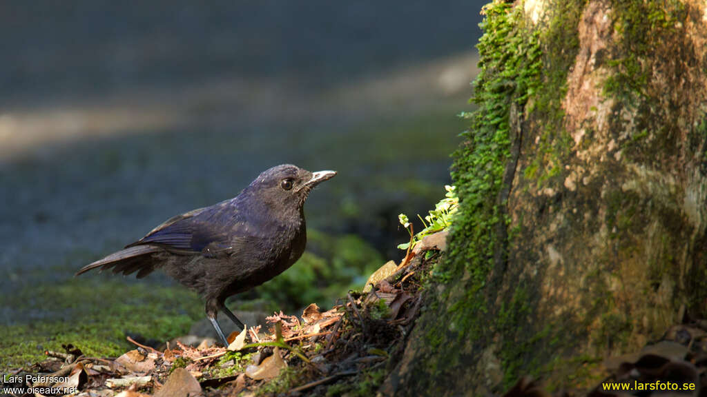 Javan Whistling Thrush