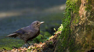 Javan Whistling Thrush