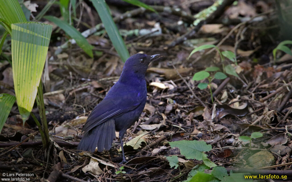 Javan Whistling Thrush