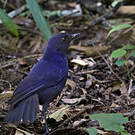 Arrenga bleuet