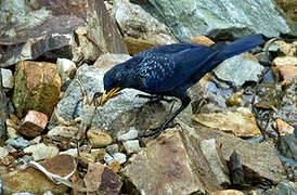 Blue Whistling Thrush