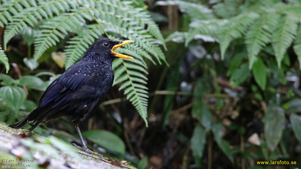 Blue Whistling Thrush