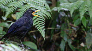 Blue Whistling Thrush