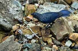 Blue Whistling Thrush