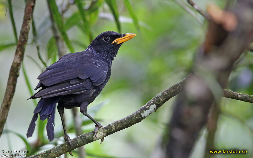 Blue Whistling Thrush