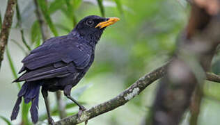 Blue Whistling Thrush