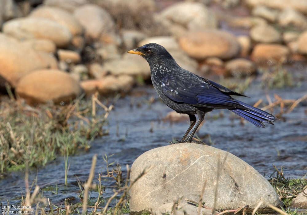 Blue Whistling Thrushimmature, identification