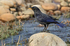 Blue Whistling Thrush