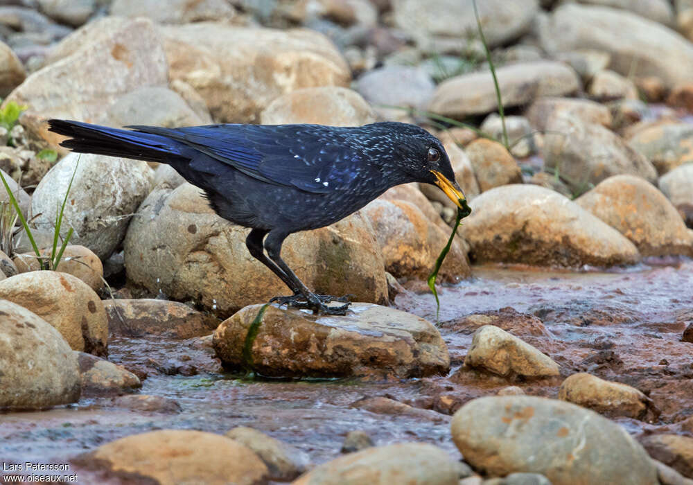 Blue Whistling Thrushadult, habitat, feeding habits, fishing/hunting