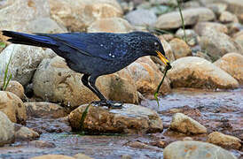 Blue Whistling Thrush