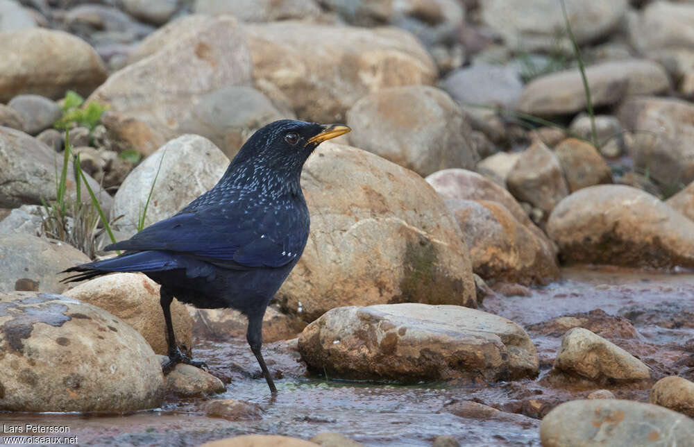 Blue Whistling Thrush, Behaviour