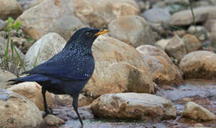 Blue Whistling Thrush