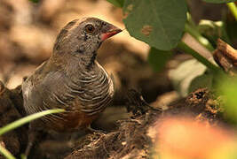 Quailfinch