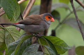 Orange-cheeked Waxbill