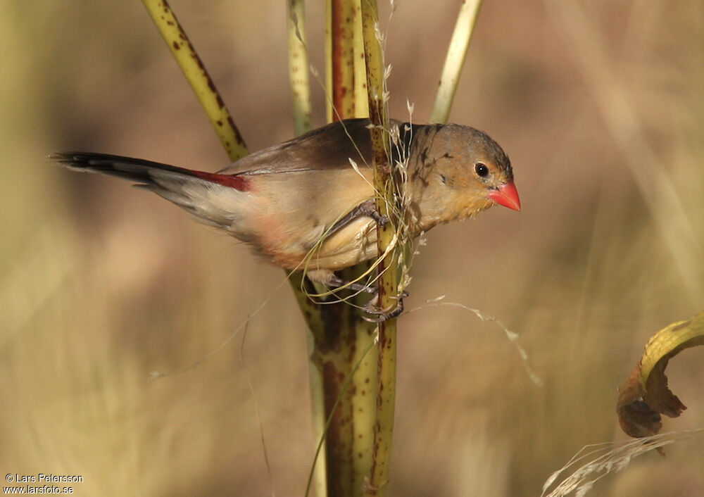 Fawn-breasted Waxbill