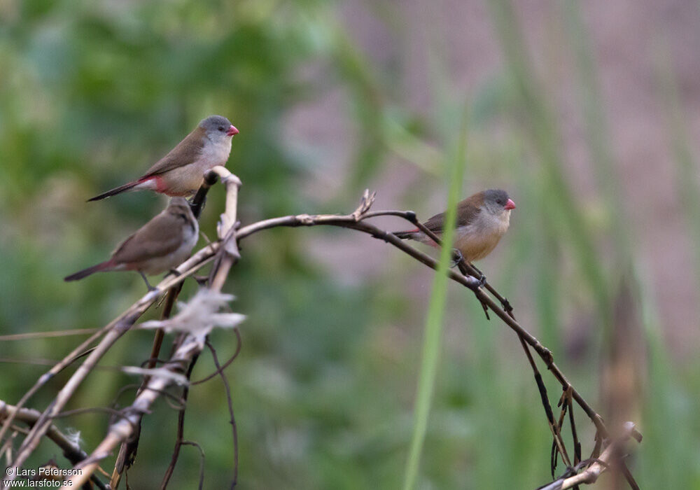 Fawn-breasted Waxbill