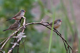 Fawn-breasted Waxbill