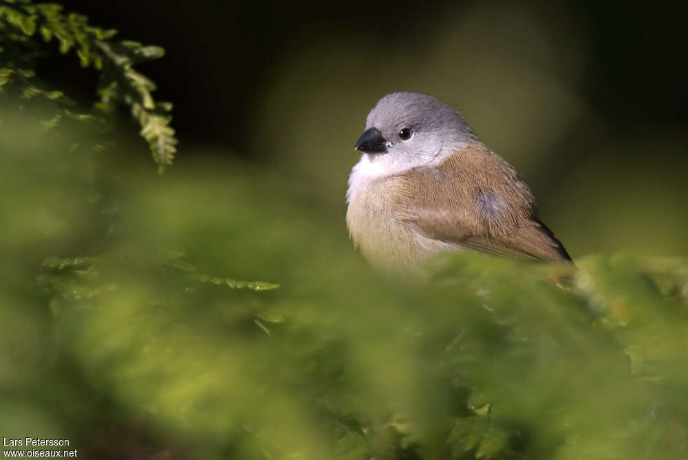 Yellow-bellied Waxbill