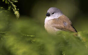 Yellow-bellied Waxbill