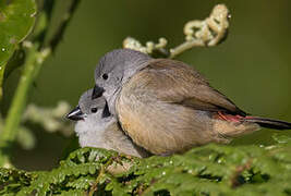 Yellow-bellied Waxbill