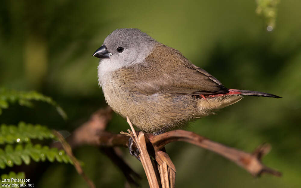 Astrild à ventre jaunejuvénile, identification