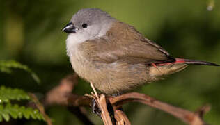 Yellow-bellied Waxbill