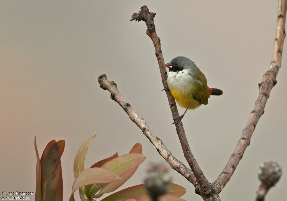 Angolan Waxbill