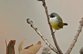 Angolan Waxbill