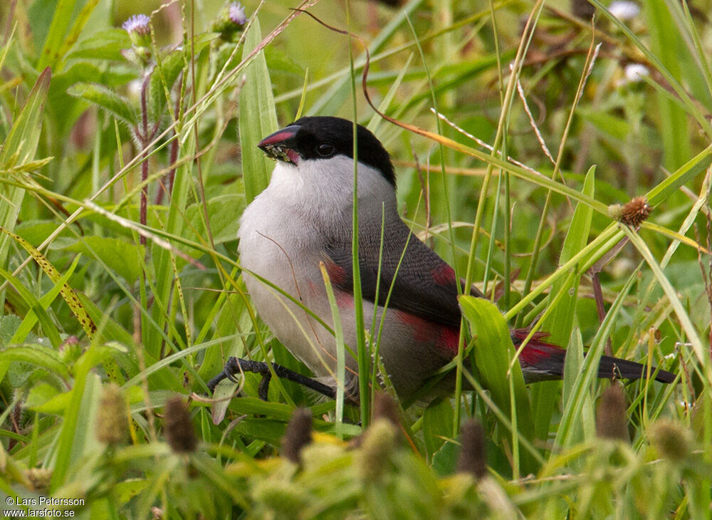 Black-crowned Waxbill