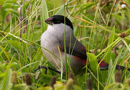 Black-crowned Waxbill