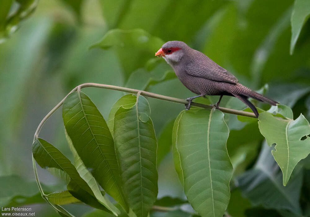 Common Waxbilladult, habitat, pigmentation, eats