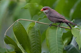 Common Waxbill