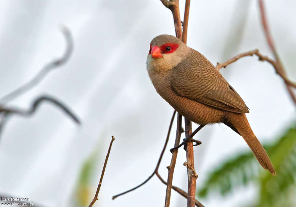 Common Waxbilladult, identification