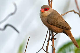 Common Waxbill