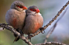 Common Waxbill