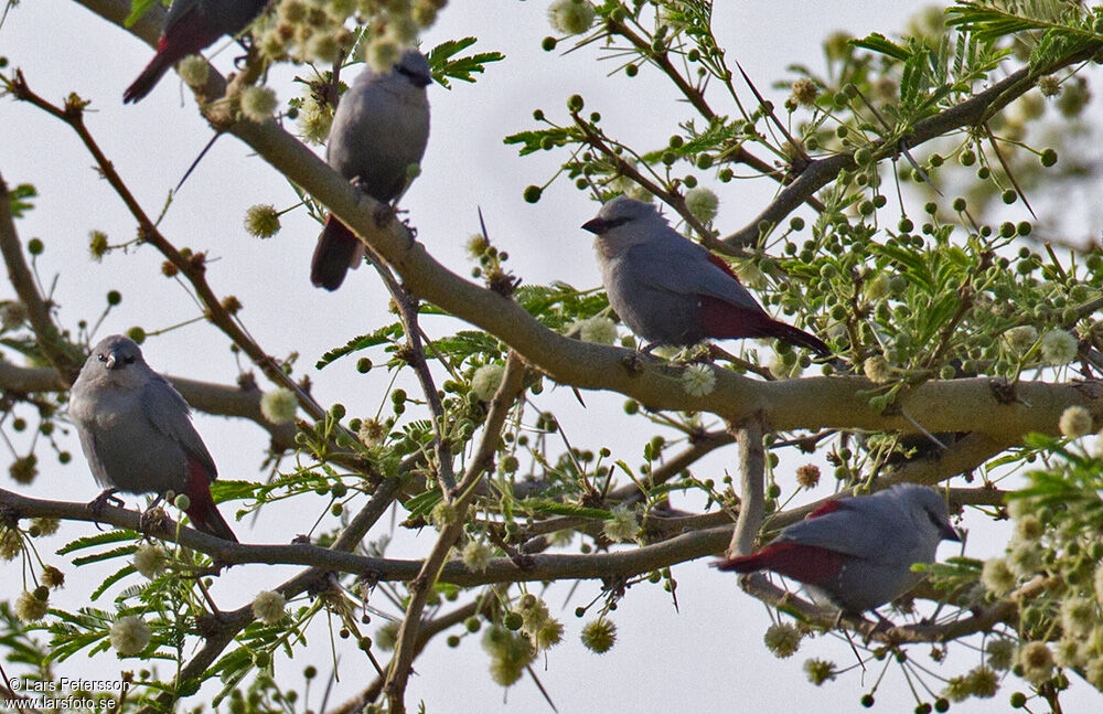 Lavender Waxbill