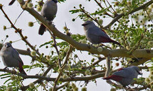 Lavender Waxbill