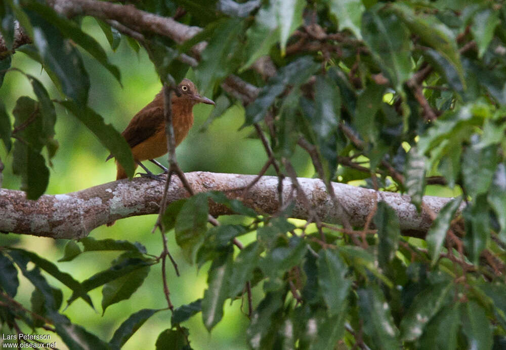 Attila à calotte griseadulte, identification