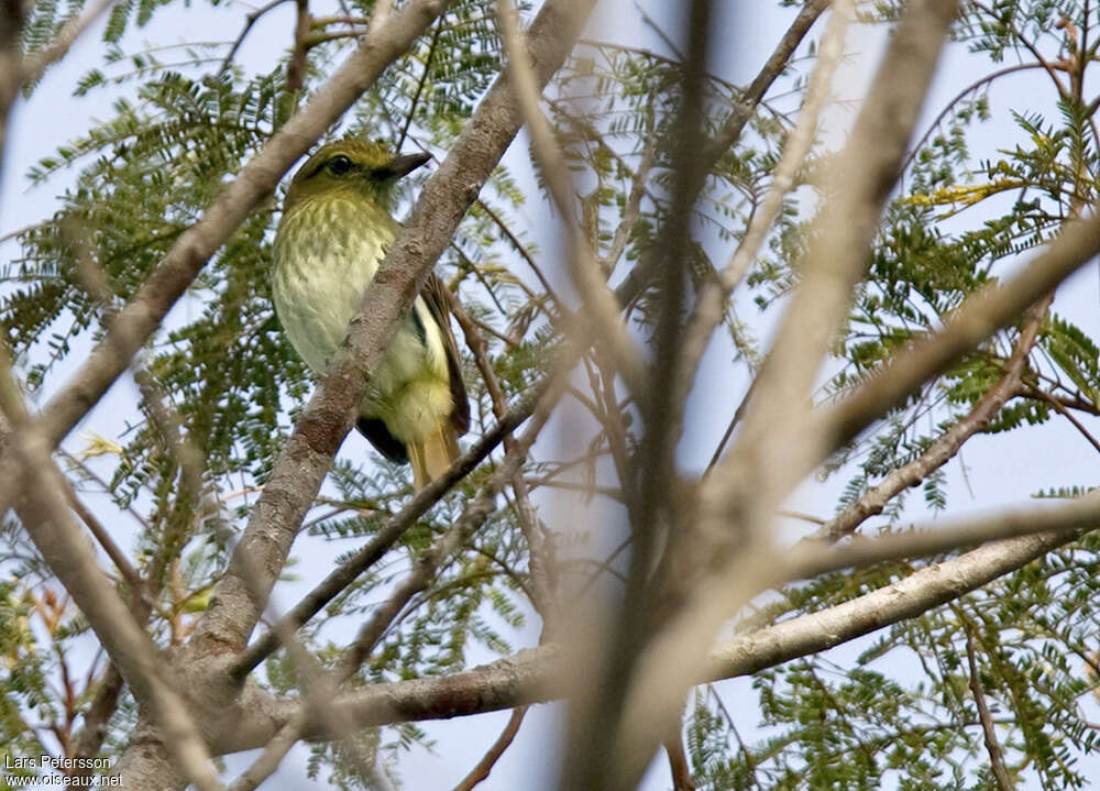 Bright-rumped Attilaadult, habitat, pigmentation