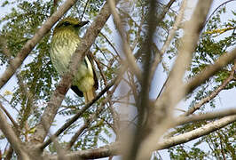 Bright-rumped Attila