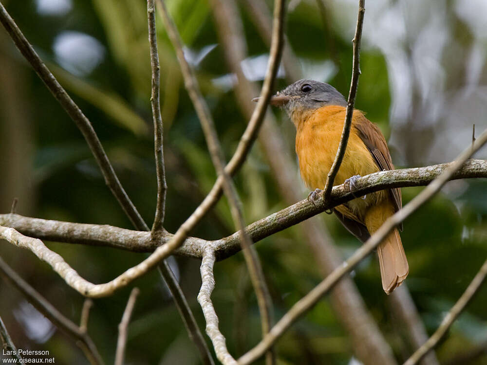 Grey-hooded Attilaadult