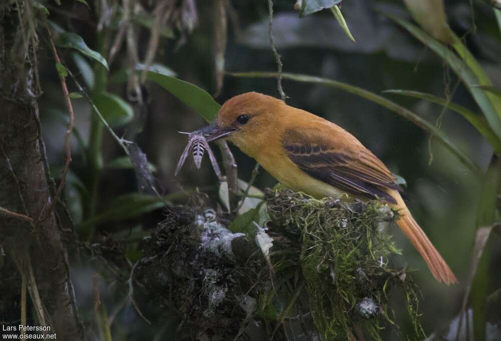 Ochraceous Attilaadult, identification