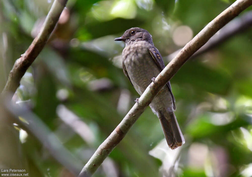 Aulia cendréimmature, identification